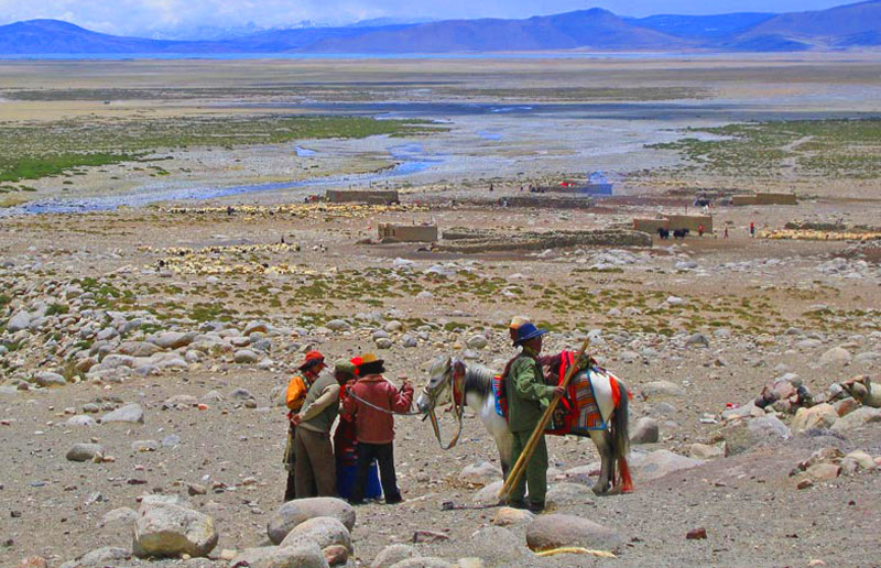 The local horse of Kailash